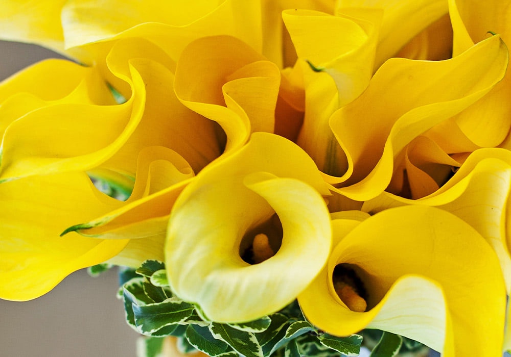 Photograph of zantedeschia 'sunshine' Calla Lilys