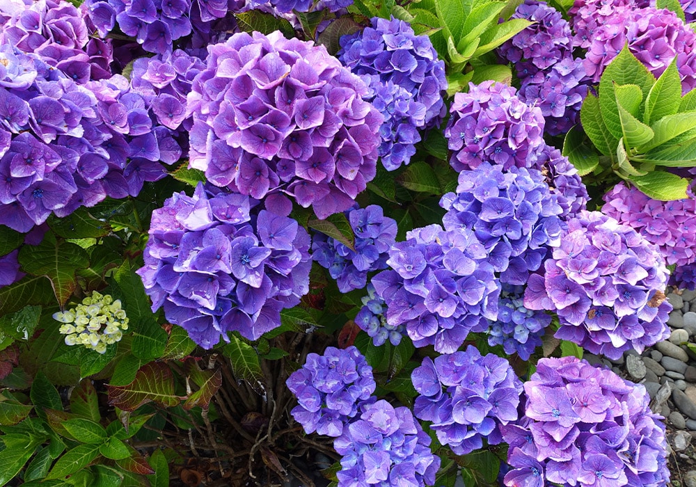 Purple and blue hydrangea flowers bloom vibrantly with lush green leaves surrounding them, situated amongst a small patch of green foliage and on a bed of gray stone pebbles.