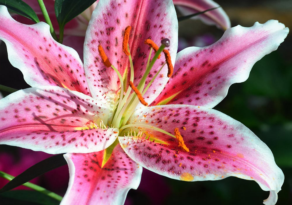 Photograph of pink lilies