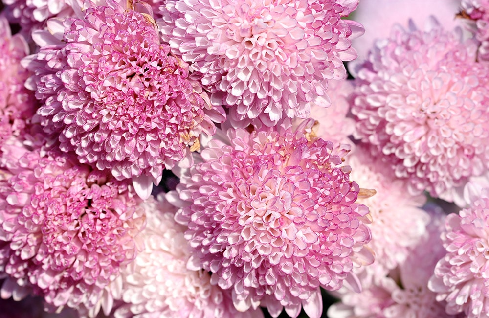 Pink chrysanthemums tightly cluster together, showcasing vibrant, layered petals in full bloom. The background is filled with more blossoms, creating a dense, floral carpet.