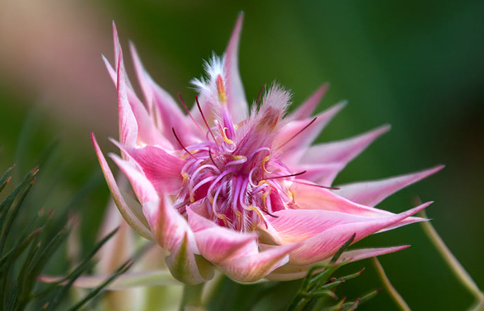 The blushing bride protea: a striking display of blushing pink petals with delicate tendrils