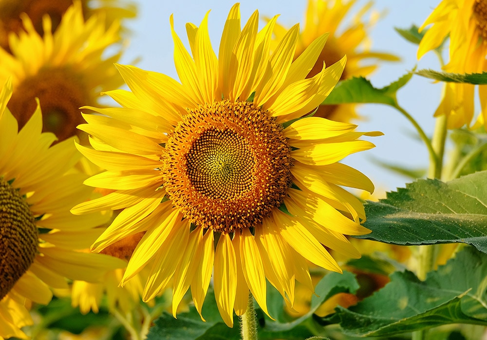 A cluster of sunflowers in the wild on a bright day