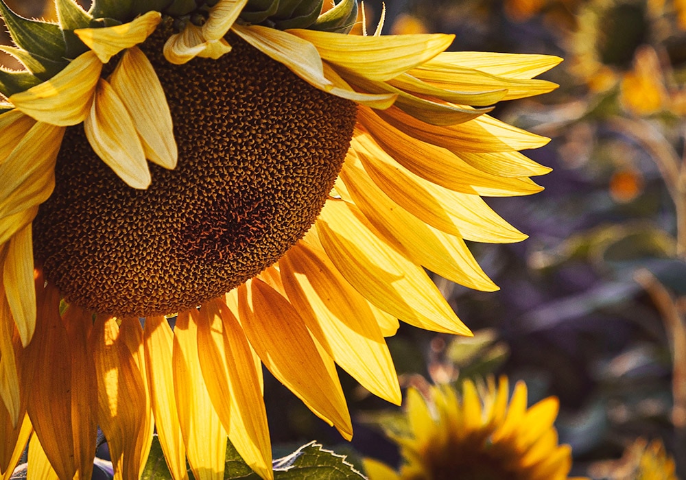 A mature sunflower begins leaning toward the soil