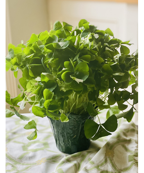 Shamrock Plant