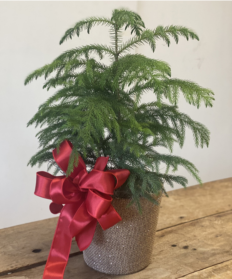 Norfolk Island Pine