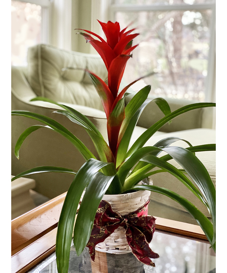 Blooming plant in a basket