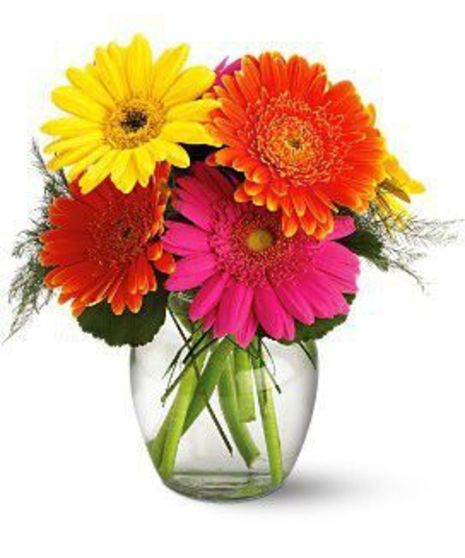 Gerber Daisy Vase - Des Moines Florist - Boesen The Florist - Des Moines, Iowa (IA)